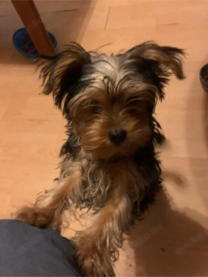 york shiere terrier welpe mächen 