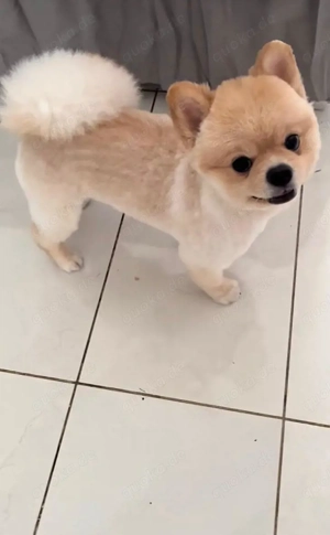 Zwergspitz Pomeranian Deckrüde 