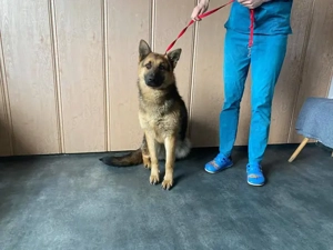 Brenda, zzt. in Ungarn, ist jung, freundlich und eine ganz tolle Hündin 