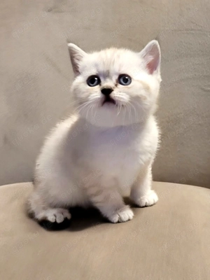 Nur noch ein Kätzchen ist frei.!