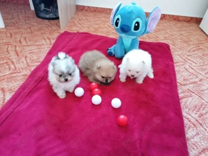 Pomeranian Zwergspitz 