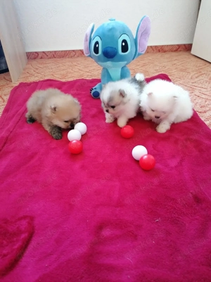 Pomeranian Zwergspitz  Bild 4