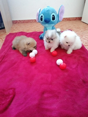 Pomeranian Zwergspitz  Bild 6