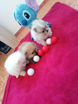 Pomeranian Zwergspitz  Bild 2