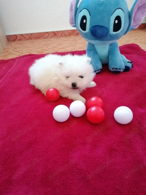 Pomeranian Zwergspitz  Bild 5