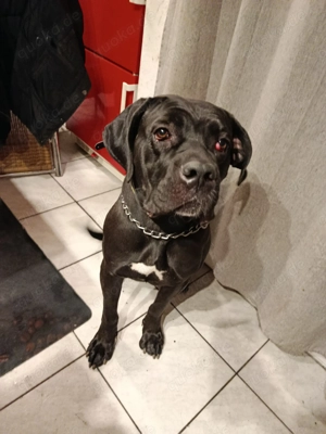 Liebe Hündin sucht ein für immer zuhause 