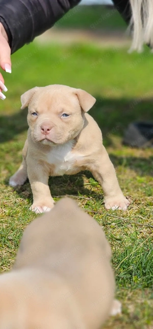 Erstklassige American Pocket Bully Welpen