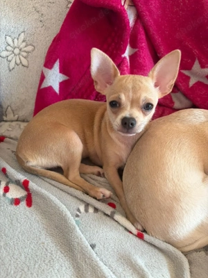 Chihuahua Hündin 15.11.2025 geboren