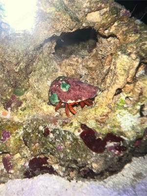 Ringelsocken-Einsiedlerkrebs