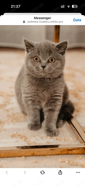 Brittish ShortHair