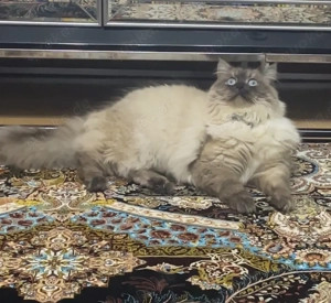 Wunderschöne, flauschige Katze zu verkaufen