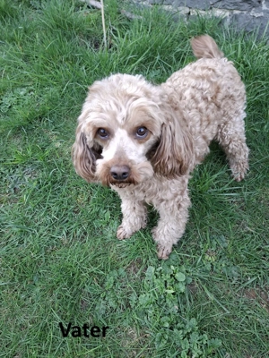 Wunderschöne Zwergpudel Welpen Red-Brown   liebevolle Familienaufzucht   geimpft, gechipt, EU-Pass