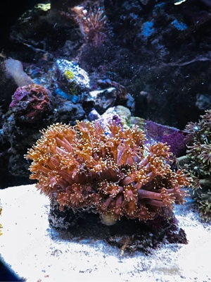 verschiedene korallen.. ableger auf anfrage. 