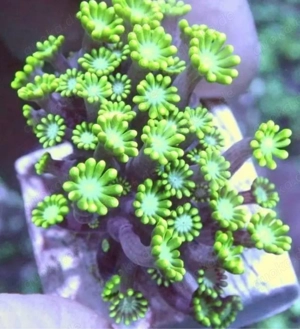 verschiede korallen da.. ableger auf anfrage 