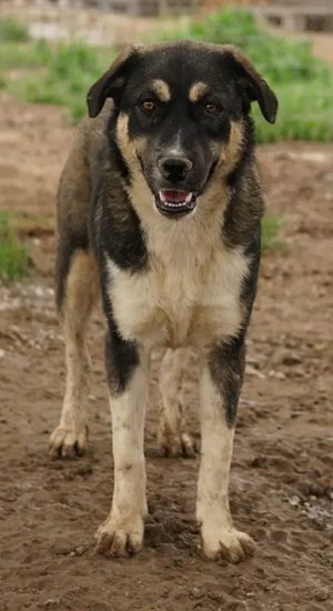 Susi, geb. ca. 09 2022, lebt in GRIECHENLAND, im städt. Tierheim Serres  Bild 9