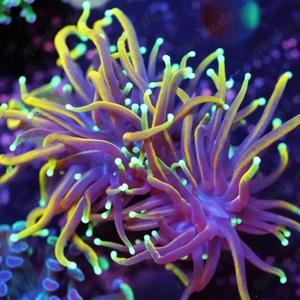 verschiedene euphyllia ableger 