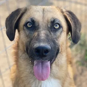 Stübi, geb. ca. 05 2023, lebt in GRIECHENLAND, im städt. Tierheim Serres 