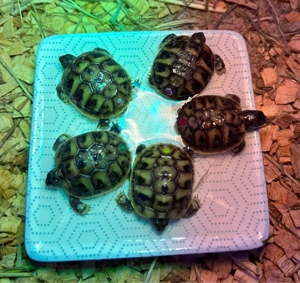 Griechische Landschildkröten Nachzuchten THB