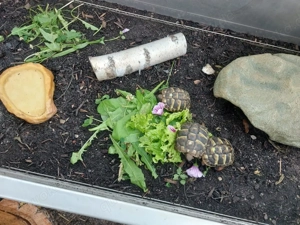 Griechische Landschildkröten Nachzuchten THB