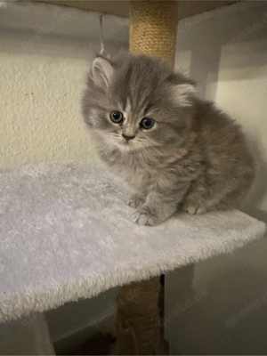 2 Kitten bkh blh weibchen Bild 4