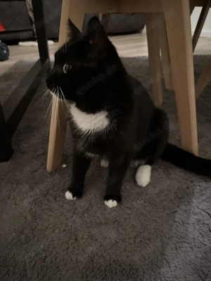 Hauskatze sucht neues Zuhause 