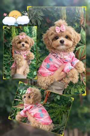 Exklusive Mini Maltipoo Welpen aus traumhafter Verpaarung kleiner, wunderschöner Eltern. Bild 8