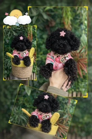 Exklusive Mini Maltipoo Welpen aus traumhafter Verpaarung kleiner, wunderschöner Eltern. Bild 6