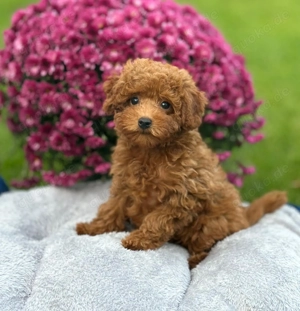 Toypudel (Toy Pudel) Welpen kleine Herzensfreunde suchen ihre Familie