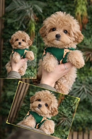 Exklusive Mini Maltipoo Welpen aus traumhafter Verpaarung kleiner, wunderschöner Eltern. Bild 7