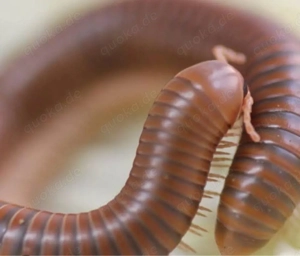 Tausendfüßer abzugeben Pärchen 