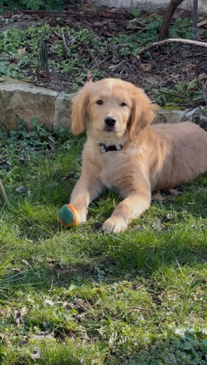 Premium Golden Retriever Welpe (Rüde)   Ahnentafel, top Gesundheit, sofort bereit