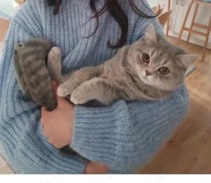 Mit schwerem Herzen müssen wir uns wegen einer Allergie von unseren zwei geliebten Katzen verabschie