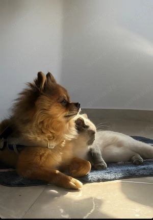 Pomeranian Chihuahua-Mix abzugeben   3 Jahre alt