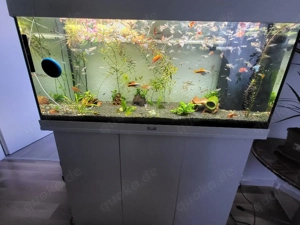 aquarium Juwel 180l  Bild 2