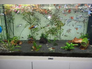 aquarium Juwel 180l  Bild 3