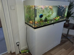aquarium Juwel 180l  Bild 4
