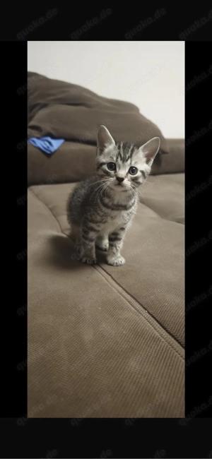 Süße BKH-Mix Kitten