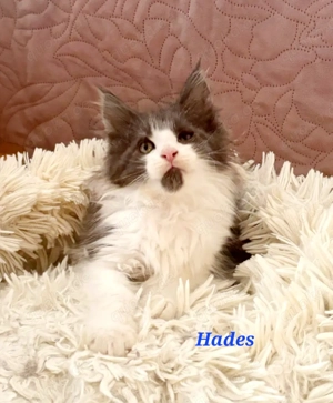 reinrassige Maine Coon Kitten (N N) sind auszugsbereit