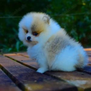 25 % Rabatt für begrenzte Zeit verfügbar