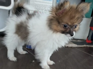 Zwerg spitzt Papillon mix