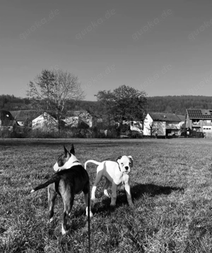 Boxer Welpe zu verkaufen