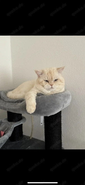 Deckkater BKH Reinrassig Red Point