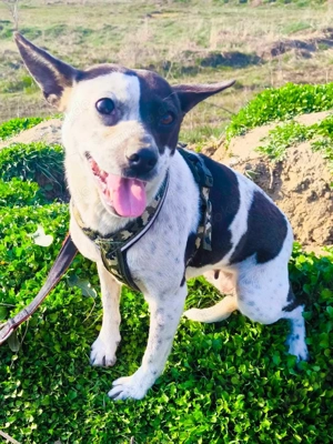 Sanfte Pixie  Bild 4