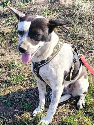 Sanfte Pixie  Bild 5