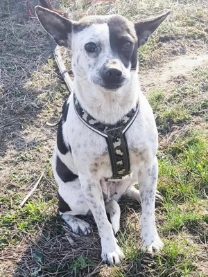 Sanfte Pixie  Bild 3