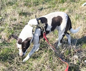 Sanfte Pixie  Bild 2