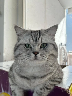 Britisch Kurzhaar Kater (silber tabby)   geb.  