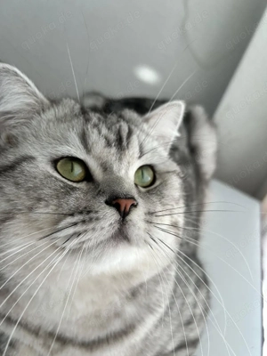 Britisch Kurzhaar Kater (silber tabby)   geb.  