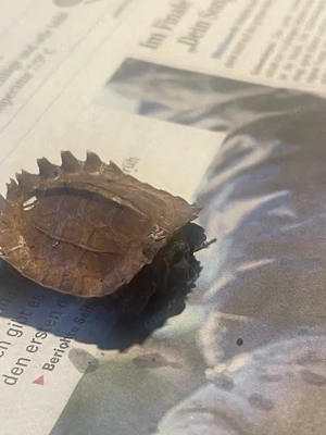 Biete eine NZ 2025 Geoemyda Spengleri