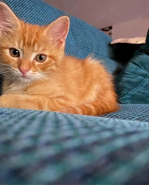 Suche EKH Kitten männlich rot orange